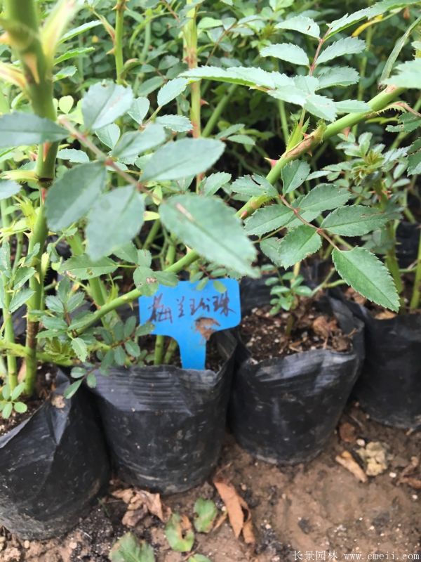 微型月季圖片基地實(shí)拍 微型月季圖片基地實(shí)拍