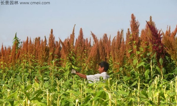 籽粒莧種子基地采收?qǐng)D片