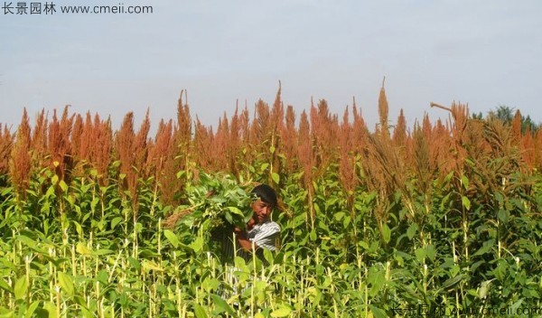 籽粒莧種子基地采收?qǐng)D片