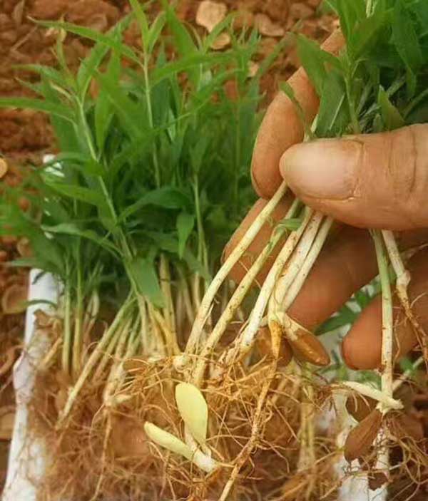 桃樹種子發芽出苗圖片