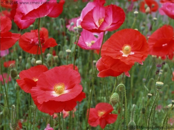 虞美人開花圖片花海 虞美人開花圖片花海