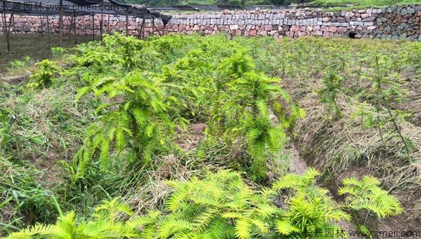 榧子種子發(fā)芽出苗圖片