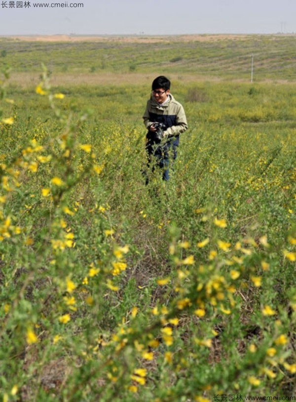 檸條種子發(fā)芽出苗開(kāi)花圖片