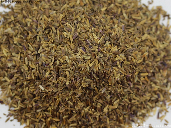 荷蘭菊種子圖片 荷蘭菊種子圖片