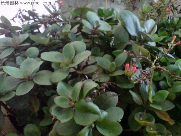 長壽花種子 長壽花種子