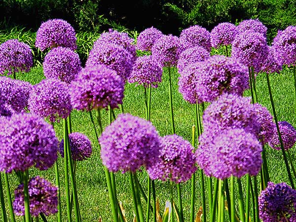 大絨球種子發芽出苗開花圖片