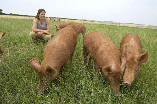 豬吃的牧草品種養(yǎng)豬青草 豬吃的牧草品種養(yǎng)豬青草