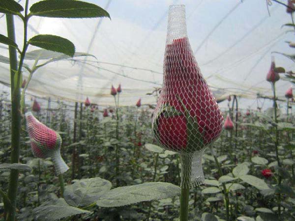 切花月季小苗 切花月季小苗