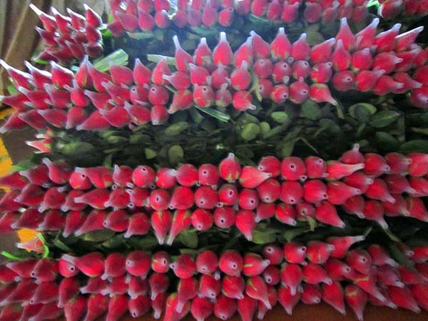 切花月季小苗 切花月季小苗