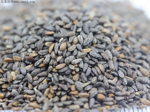 紅色鼠尾草種子 紅色鼠尾草種子