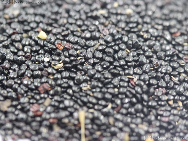 藥用雞冠花種子 藥用雞冠花種子