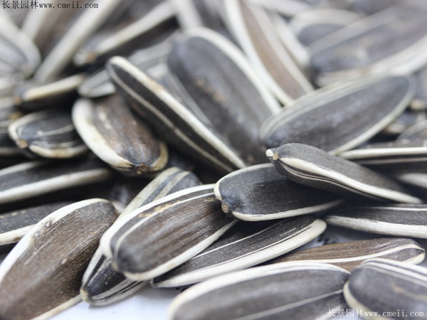 油葵種子 油葵種子