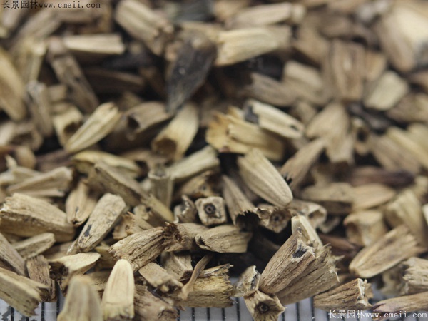 紫松果菊種子 紫松果菊種子