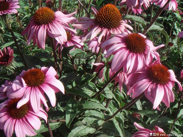 紫松果菊 紫松果菊