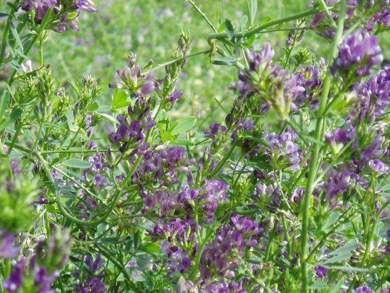 國產苜蓿 國產苜蓿