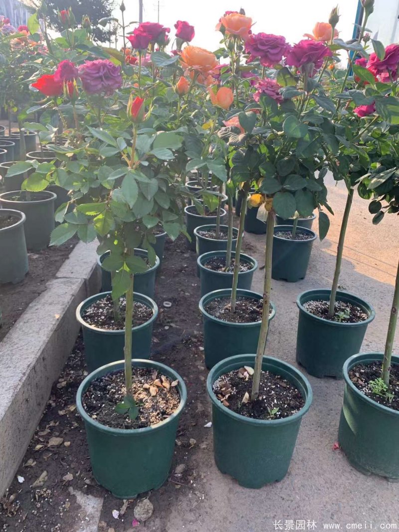 棒棒糖月季樹 棒棒糖月季樹