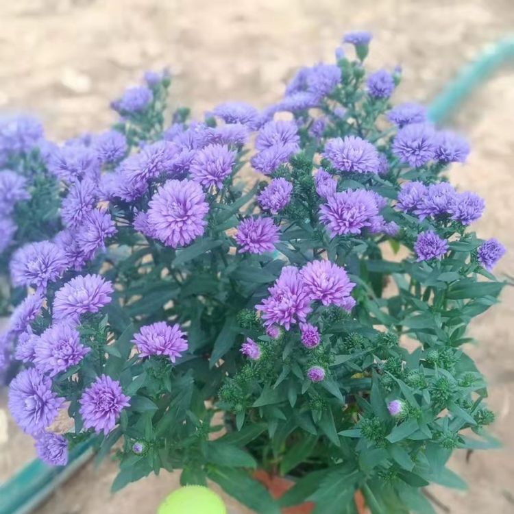 丹麥翠菊荷蘭菊重瓣紫苑 丹麥翠菊荷蘭菊重瓣紫苑