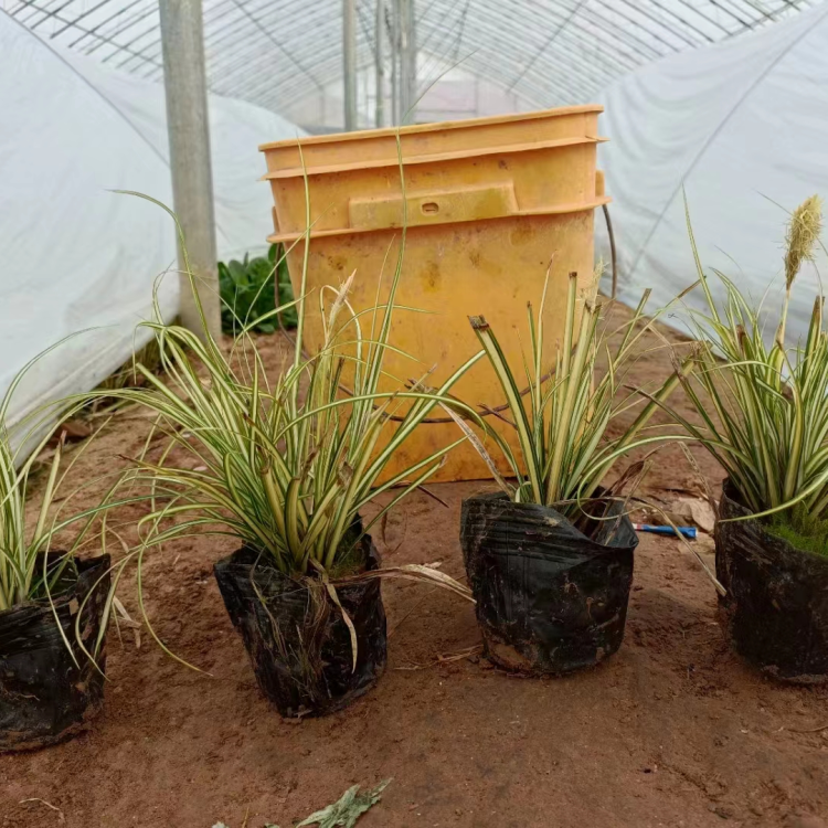 金葉苔草 來自長(zhǎng)景園林 金葉苔草 來自長(zhǎng)景園林