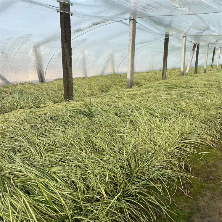 金葉苔草 來自長(zhǎng)景園林 金葉苔草 來自長(zhǎng)景園林