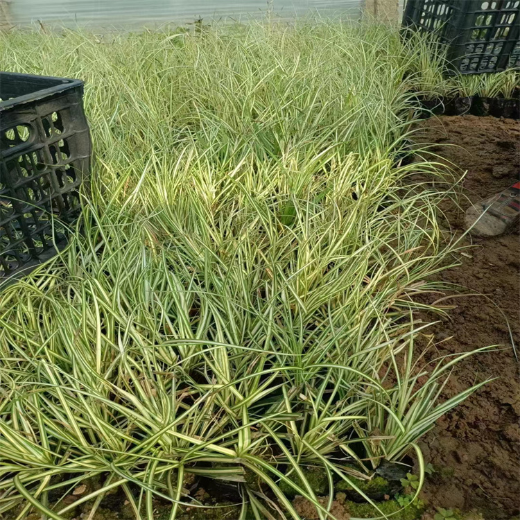 金葉苔草 來自長(zhǎng)景園林 金葉苔草 來自長(zhǎng)景園林