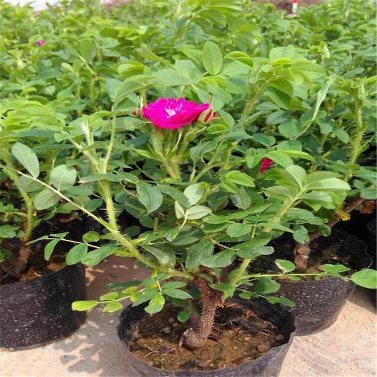 食用玫瑰種植基地 食用玫瑰種植基地