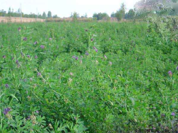 1712106428522482.jpg 1-1F50114001G64.jpg