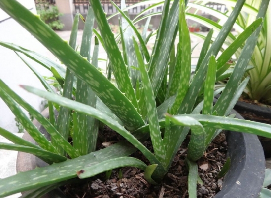 超好養(yǎng)活的蘆薈 超好養(yǎng)活的蘆薈