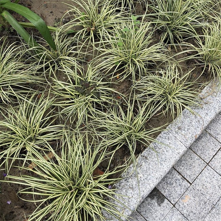 金葉苔草 來自長(zhǎng)景園林 金葉苔草 來自長(zhǎng)景園林