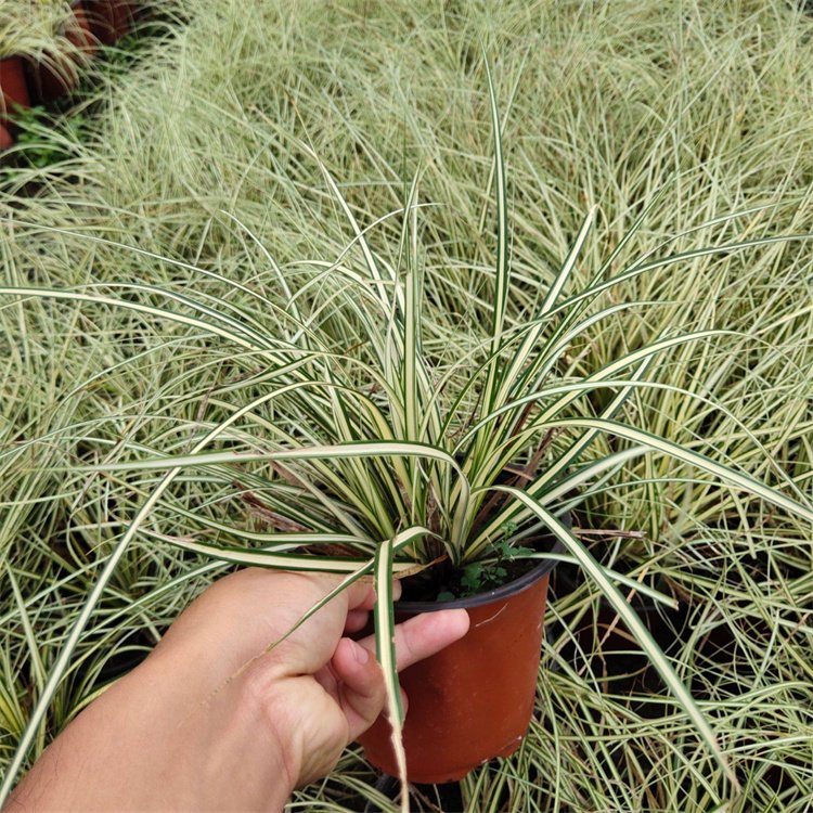 金葉苔草 來自長(zhǎng)景園林 金葉苔草 來自長(zhǎng)景園林