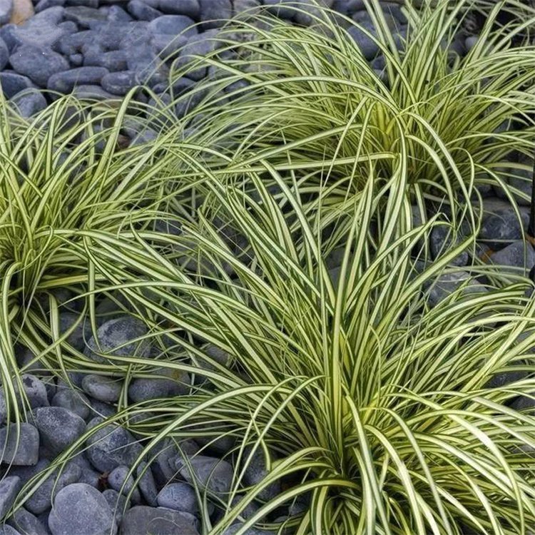 金葉苔草 來自長(zhǎng)景園林 金葉苔草 來自長(zhǎng)景園林